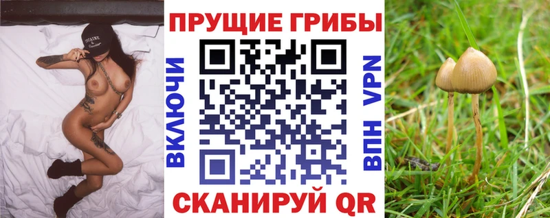 Галлюциногенные грибы Psilocybe  Алдан 